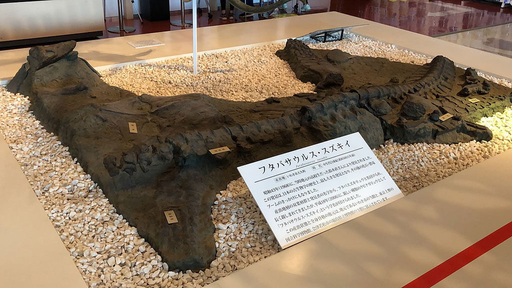 いわき市石炭・化石館 フタバサウルス・スズキイの産出状態の模型